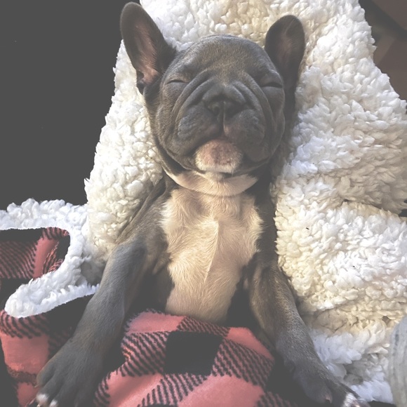 meet Stitch, the stud 🐾 - Picture 5 of 12